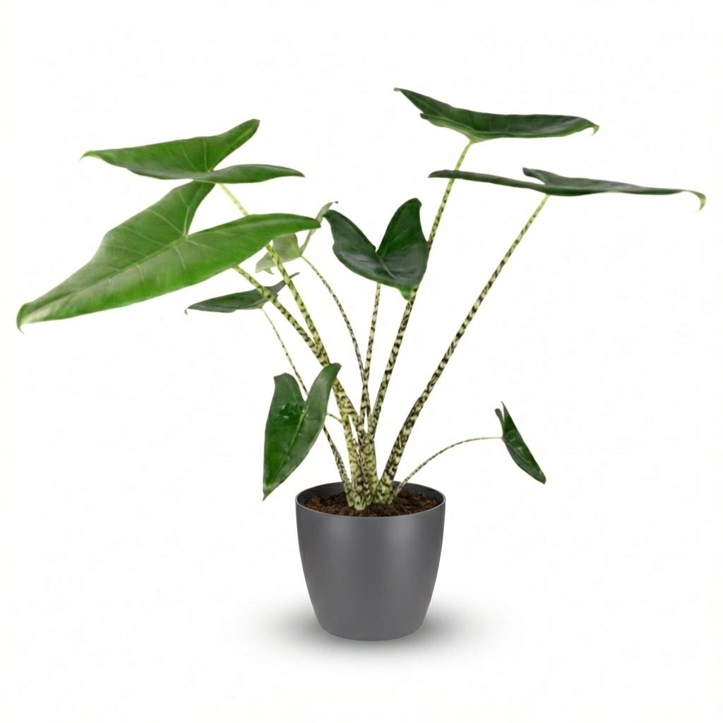 Green boutiQ - Zimmerpflanze - Elefantenohr - Alocasia Zebrina - Grün - Pflegeleicht - 1 Pflanze - mit Potter Grau - Topf 21 cm - Höhe 70 - 75 cm