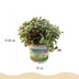 Calissia repens Katzengras für Haustiere: 4 Pflanzen im 12cm Topf Bild 3