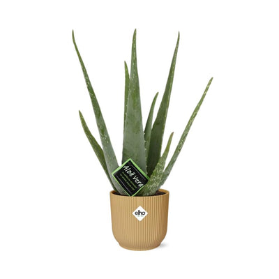 Aloe Vera Pflanze im gelben ELHO Vibes Fold Topf (12cm)