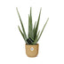 Aloe Vera Pflanze im gelben ELHO Vibes Fold Topf (12cm) Bild 2