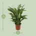 Friedenslilie Spathiphyllum Torelli P17 - Ø17cm - ↕65cm Bild 2