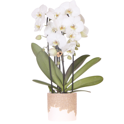 Kolibri Orchids | Weiße Niagara Falls Orchidee + Bloom sand Übertopf – Topfgröße Ø12cm | blühende Zimmerpflanze – frisch vom Züchter