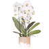 Kolibri Orchids | White Niagara Falls Orchid + Bloom Sand Cachepot – Pot size Ø12cm | Flowering Houseplant – Fresh from the Grower Bild 1