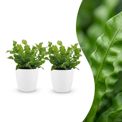 Green boutiQ - Asplenium Crispy Wave - Krauser Wellenfarn - 2 Pflanzen - met Potter Wit - Pot 12cm - Hoogte - 30cm