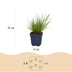 Green boutiQ - Gräser - Panicum virg. Northwind - Prairiegras - Mit Blüte - Grün - 1 Pflanze - Topf 11cm - Höhe 15-25cm Bild 3