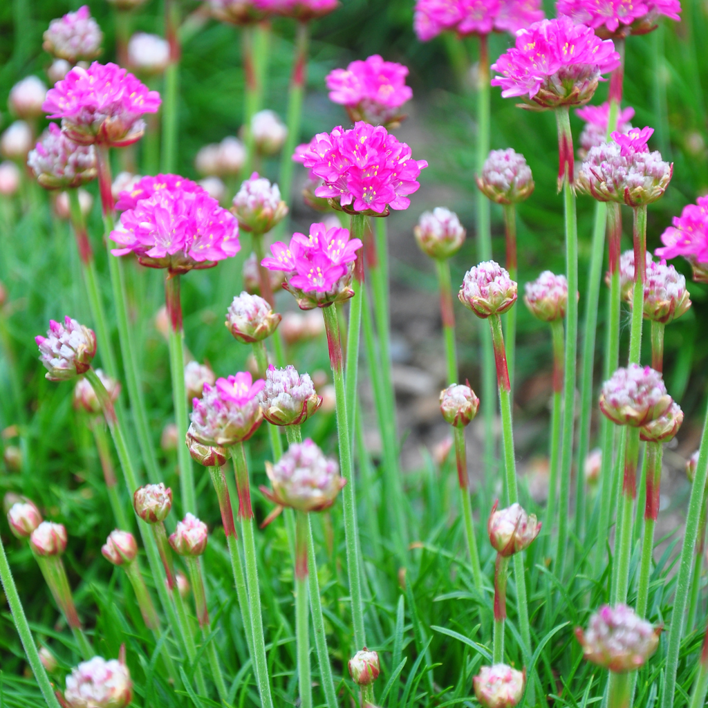 12x Armeria maritima 'Splendens' - 10-25cm - Ø9cm Topf