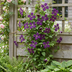4x Clematis Viticella Polish Spirit - Waldrebe Polish Spirit - Lila - Kletterpflanze - Ø9cm - ↕35cm Bild 5