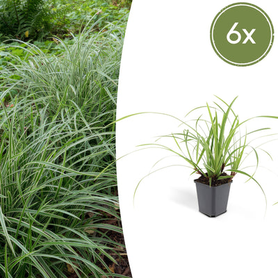 6x Carex morrowii 'Ice Dance' Ziergras - 10-25cm - Ø9cm