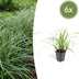 6x Carex morrowii 'Ice Dance' Ziergras - 10-25cm - Ø9cm Bild 1