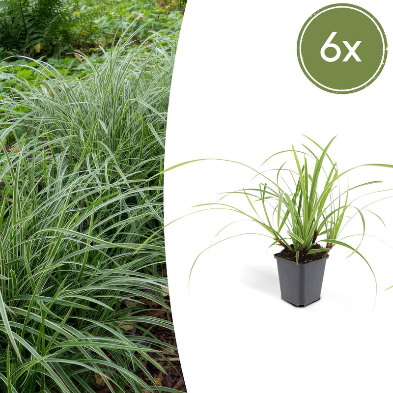 6x Carex morrowii 'Ice Dance' Ziergras - 10-25cm - Ø9cm