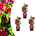 3x Clematis 'Rouge Cardinal' – P9 Topf – Rot blühende Kletterpflanze Bild 1