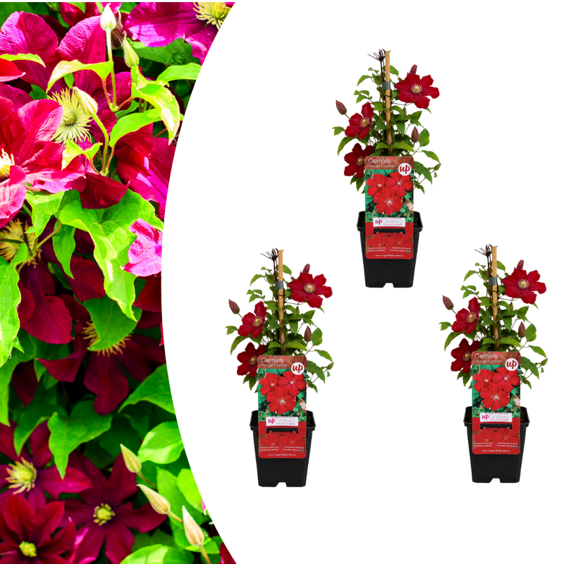 3x Clematis 'Rouge Cardinal' – P9 Topf – Rot blühende Kletterpflanze