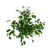 Ficus Benjamina Exotica Ø17cm - ↕60 - 80cm Bild 3