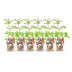 GreenboutiQ - Fruit Plants - Japanese Wineberry - Rubus Phoenicolasius - Winter Hardy - 6 Plants - 9 cm Pot - Red Berry Bild 2
