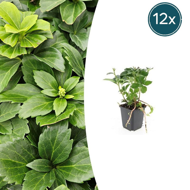 12x Japanischer Ysander (Pachysandra terminalis), 10-25cm