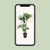 Howea Forsteriana Kentia-Palme Ø24cm - ↕130cm Bild 5