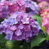 Gartenhortensie Endless Summer Love Purple, 4 Pflanzen, Lila Bild 5