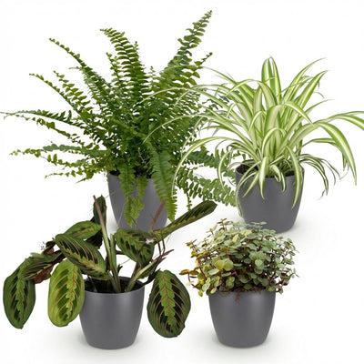 Green boutiQ: 4 Zimmerpflanzen Mix - Chlorophytum, Maranta, Calissia, Nephrolepis