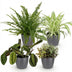 Green boutiQ: 4 Zimmerpflanzen Mix - Chlorophytum, Maranta, Calissia, Nephrolepis Bild 2