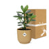 Clusia Princess mit gelbem ELHO Topf, 14cm Bild 5