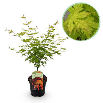 Japanischer Ahorn 'Orange Dream' - Acer palmatum - 70cm - Topf 19cm