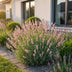Green boutiQ - Perennials - Lavandula ang. Rosea - Lavender - Fragrances - Pink - 12 Plants - Pot 11cm - Height 15-25cm Bild 6