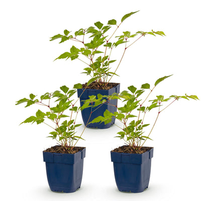 Green boutiQ - Perennial - Astilbe (J) Europa - Plume Spirea - Shade - Pink - 3 Plants - Pot 11cm - Height 15-25cm
