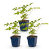 Green boutiQ - Perennial - Astilbe (J) Europa - Plume Spirea - Shade - Pink - 3 Plants - Pot 11cm - Height 15-25cm Bild 1