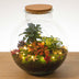 Weihnachts-Deko-Set für Pflanzen-Terrarium – Festlicher Glanz Bild 1