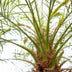 Phoenix Roebelenii Palme auf Stiel, 190-200cm Bild 5