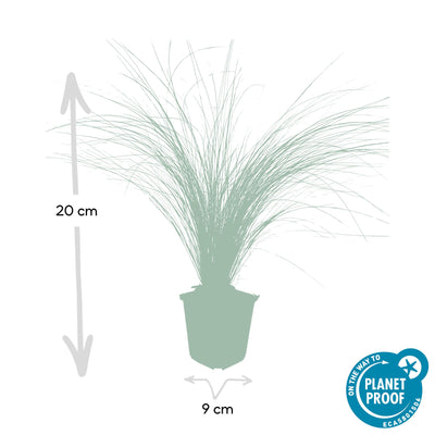 48x Stipa tenuissima 'Ponytails' - ↕10-25cm - Ø9cm
