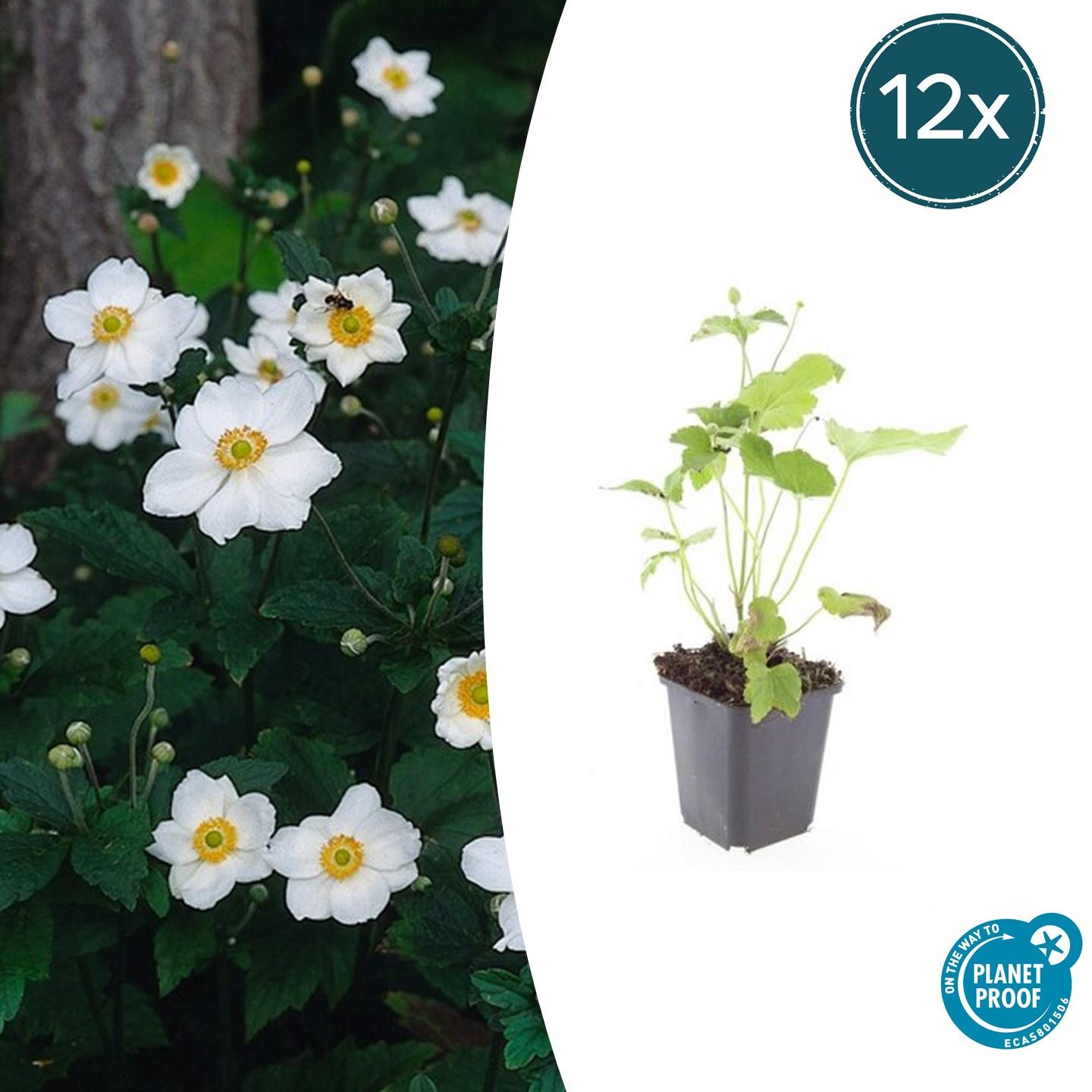 12x Anemone hyb. 'Honorine Jobert' - Weiße Herbstblüher, 10-25cm