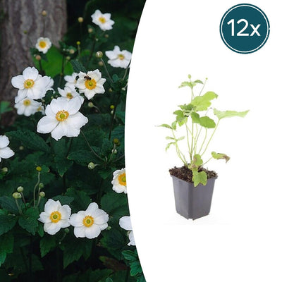 12x Anemone hyb. 'Honorine Jobert' - Weiße Herbstblüher, 10-25cm