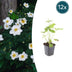 12x Anemone hyb. 'Honorine Jobert' - Weiße Herbstblüher, 10-25cm Bild 1