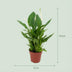Spathiphyllum Einblatt - 2 Stück - Topf Ø 12 cm, 35-40 cm hoch Bild 2