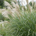 Green boutiQ - Gräser - Miscanthus sin. Gracillimus - Pampasgras - Mit Blüte - Grün - 12 Pflanzen - Topf 11cm - Höhe 15-25cm Bild 5