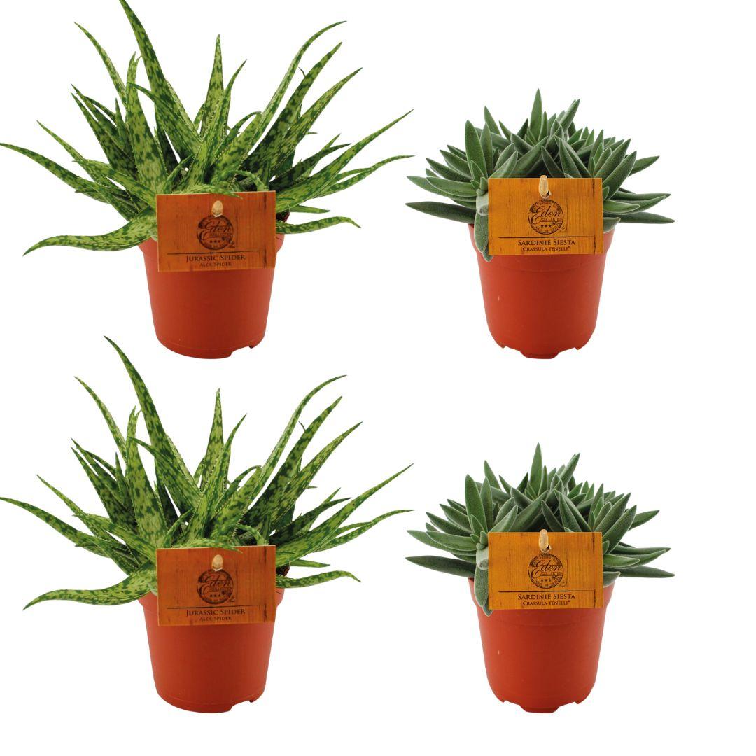2x Aloe Spider + 2x Crassula Tenelli - 4 stuks - Ø10.5cm - ↕10cm