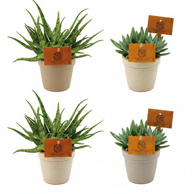 2x Aloe Spider + 2x Crassula Tenelli - 4er Set Zimmerpflanzen Ø10,5cm