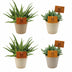 2x Aloe Spider + 2x Crassula Tenelli - 4er Set Zimmerpflanzen Ø10,5cm Bild 2