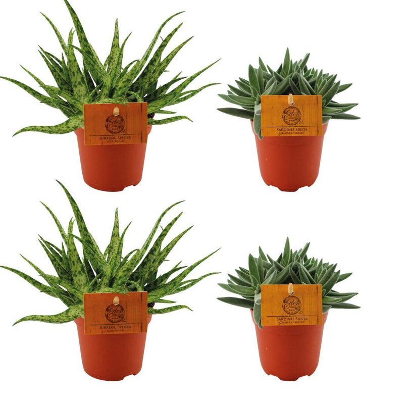 2x Aloe Spider + 2x Crassula Tenelli - 4er Set Zimmerpflanzen Ø10,5cm
