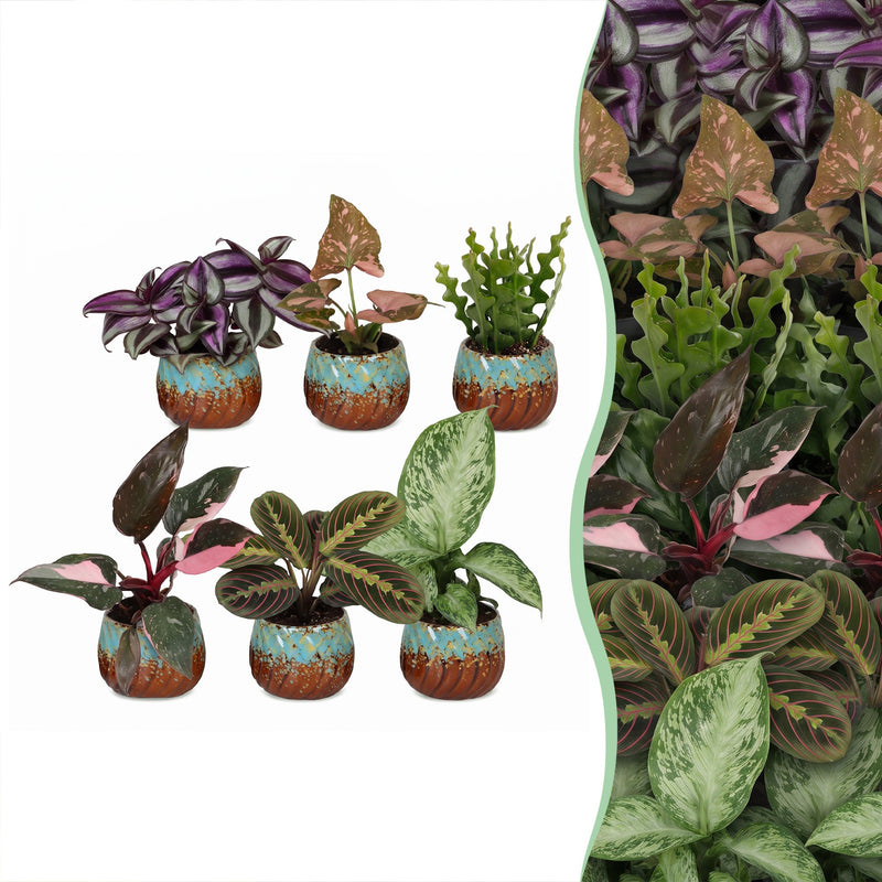 6x Baby Pflanzen Überraschungsbox Tropisch, Ø6cm