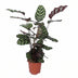 Calathea Makoyana 'Makoyana' - 70cm Height, Ø21cm Pot Bild 1
