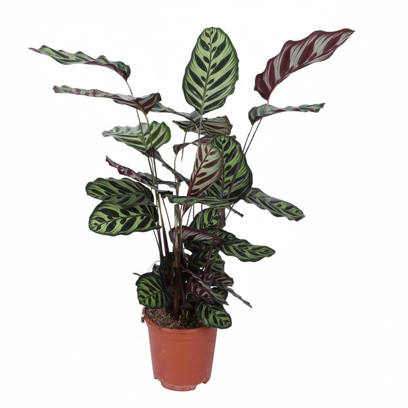 Calathea Makoyana 'Makoyana' - 70cm Height, Ø21cm Pot