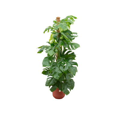 Kombi-Angebot – Monstera Pertusum XL inklusive Topf elho Jazz Round rot Ø26 – 150 cm