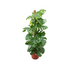 Kombi-Angebot – Monstera Pertusum XL inklusive Topf elho Jazz Round rot Ø26 – 150 cm Bild 1