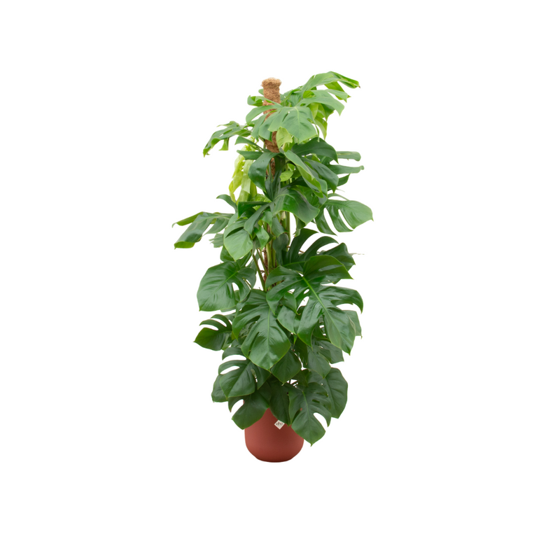 Kombi-Angebot – Monstera Pertusum XL inklusive Topf elho Jazz Round rot Ø26 – 150 cm