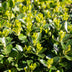 GreenboutiQ Euonymus Green Spire: 8 Heckenpflanzen für 1m dichte Hecke Bild 7