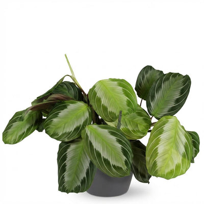 Maranta Fascinator Silverband Zimmerpflanze im Topf 12cm Grau
