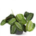 Maranta Fascinator Silverband Houseplant in 12cm Grey Pot Bild 2