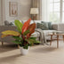 Philodendron Prince of Orange, Ø17cm, ↕45cm - Exotic Decor Bild 3